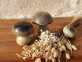 SALIERE-ET-CHAMPIGNON-MARRON